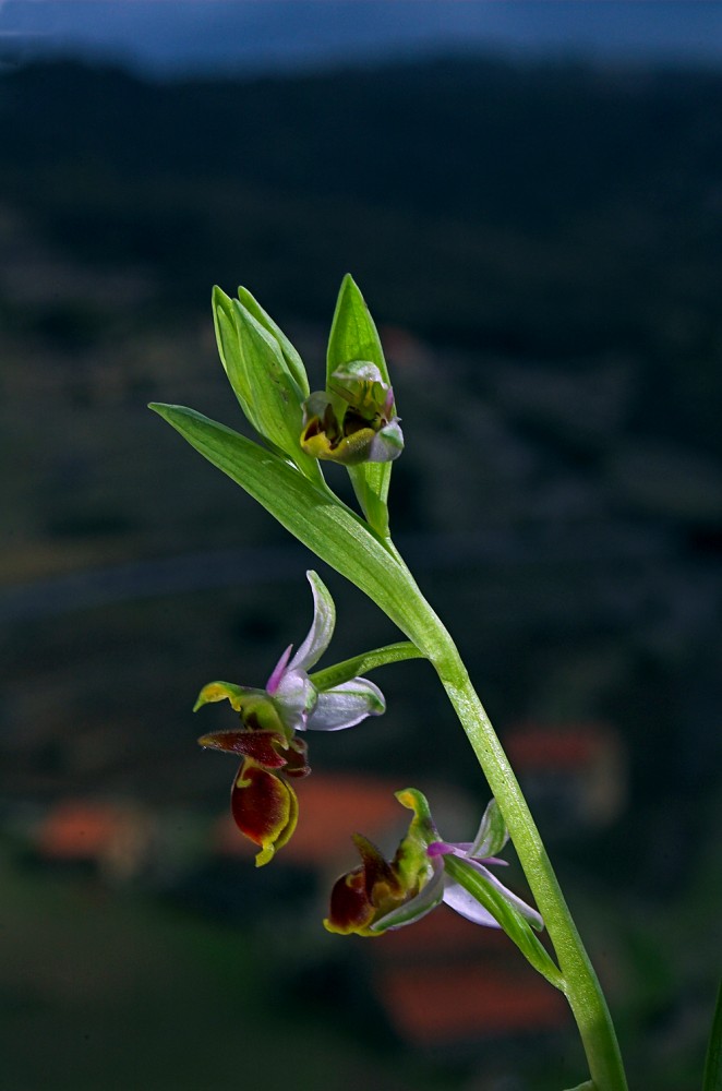 Ophrys picta